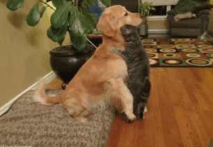 表面淡定但被尾巴出卖的大金毛,果然后来忍不住,摸了摸喵的头,满脸宠