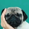 耳东王足各