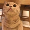 白薯君